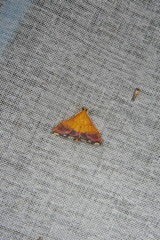 Pyrausta bicoloralis