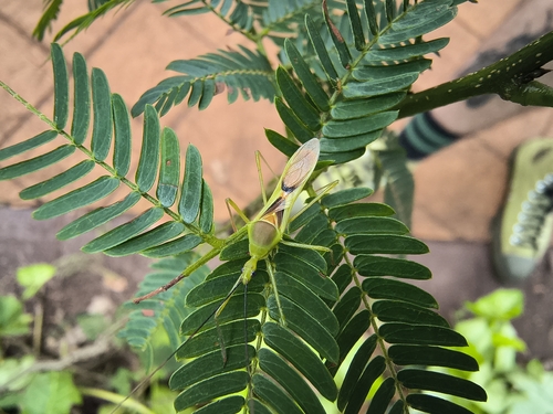 Zelus umbraculoides