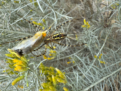 Banded Garden Spider