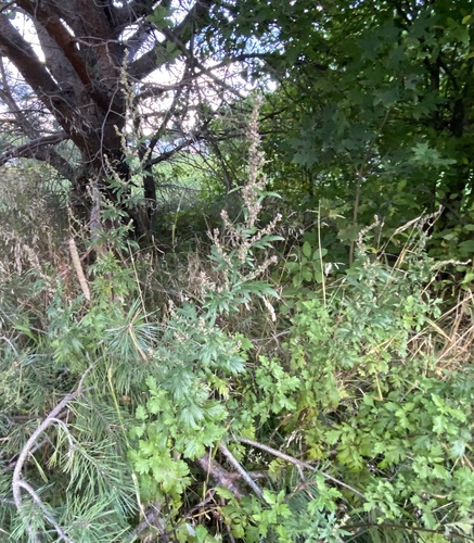 common mugwort