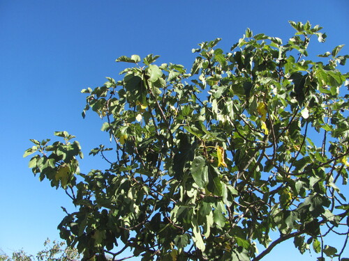 Ficus carica