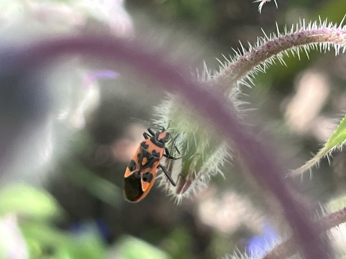 Spotted Firebug