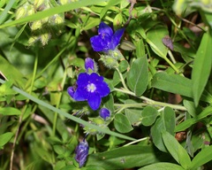 (c) Michelle W. (鍾偉瑋), some rights reserved (CC BY) Hydrolea ovata, photograph (c) Michelle W. (鍾偉瑋), some rights reserved (CC BY)