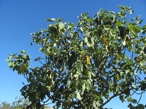 Ficus carica