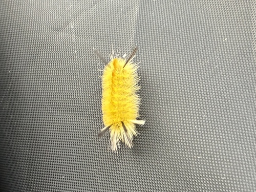 Banded Tussock Moth