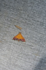 Pyrausta bicoloralis