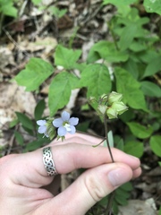 Polemonium reptans reptans