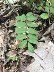 Polemonium reptans reptans