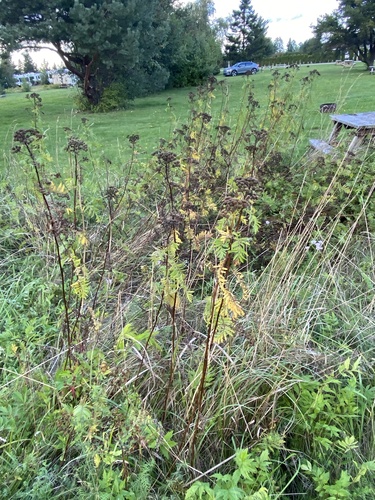tansy