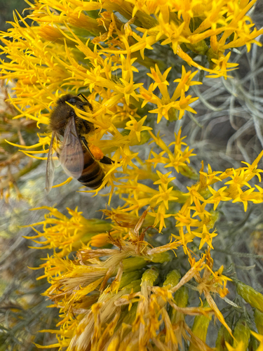 Western Honey Bee