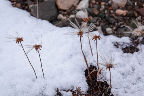Entireleaf Mountain-Avens