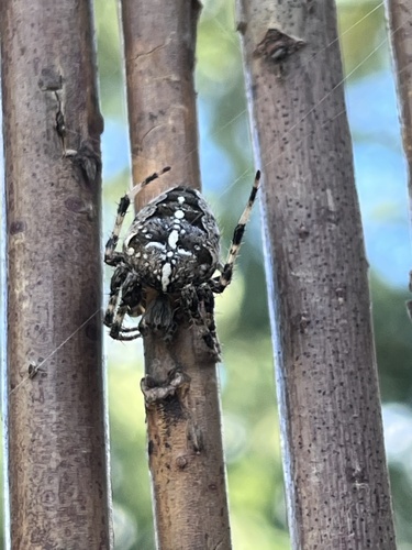 Cross Orbweaver