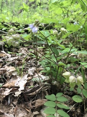 Polemonium reptans reptans