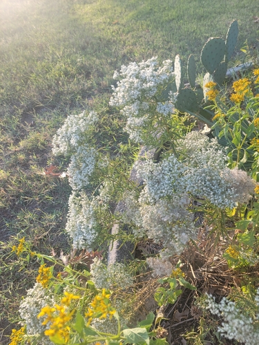 Eupatorium hyssopifolium, photograph 6