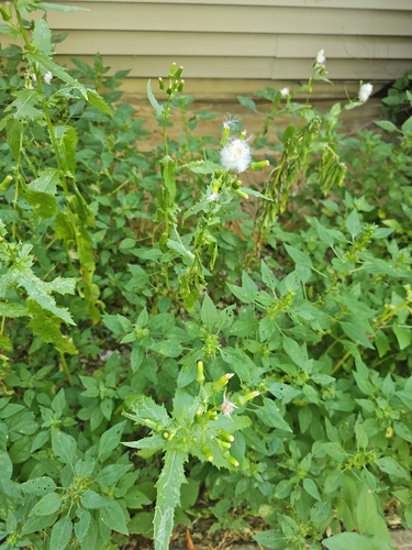 American burnweed