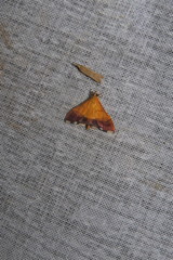Pyrausta bicoloralis