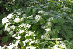 Malvaviscus arboreus drummondii