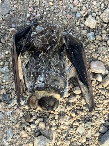 Northern Hoary Bat observed by karlhoreis