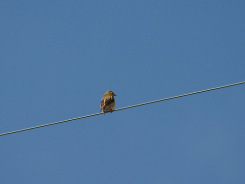 American Goldfinch