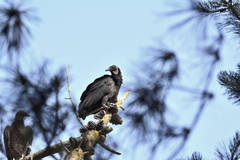 Coragyps atratus foetens