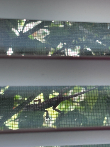 Brown Anole