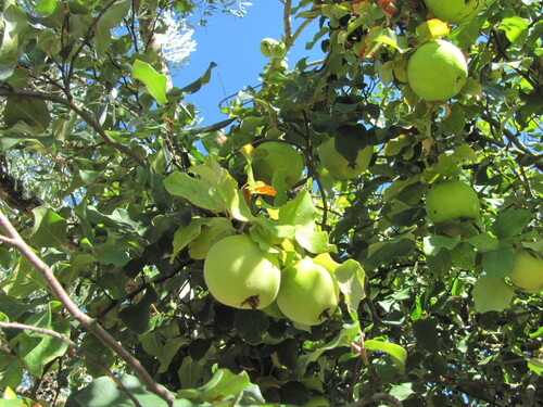 Malus domestica