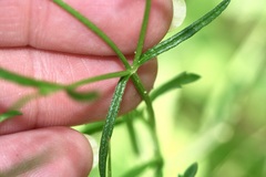 Verbena halei, photograph (c) Michelle W. （鍾偉瑋）, some rights reserved (CC BY)