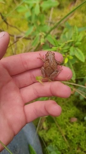 Spring Peeper