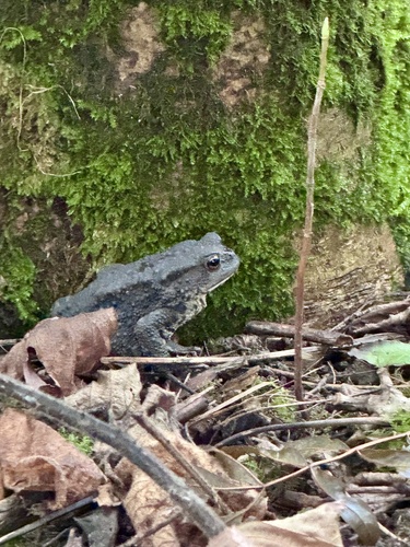 European Toad