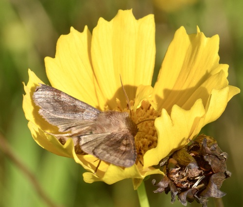 Bronzed Cutworm Moth photo 3