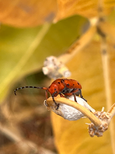 Red-femured Milkweed Borer