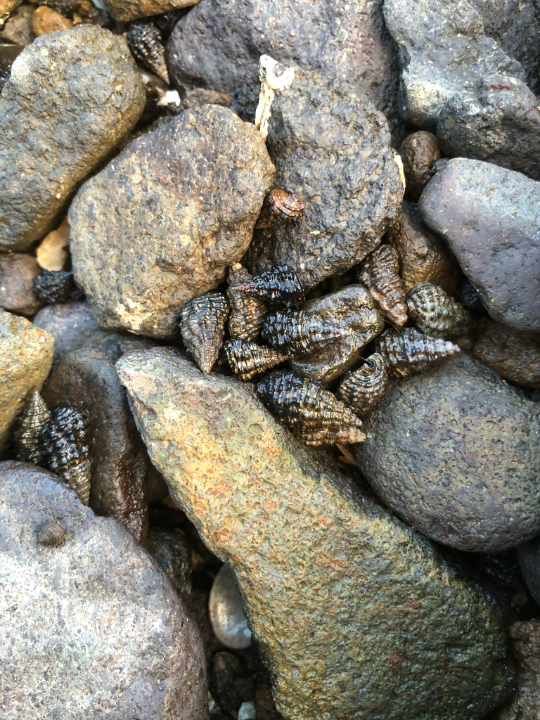 Clypeomorus bifasciata