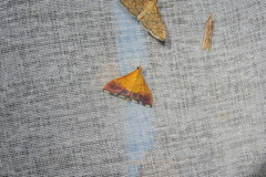 Pyrausta bicoloralis