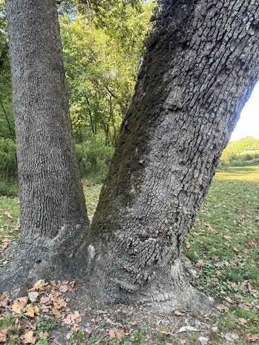 American sycamore