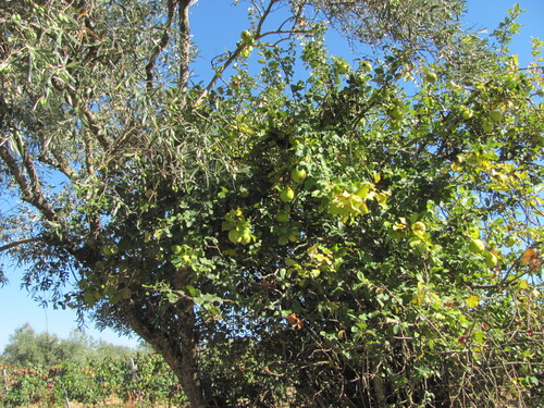 Malus domestica