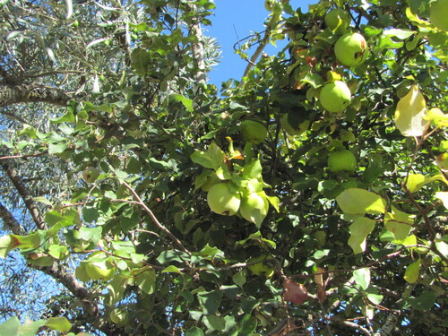 Malus domestica