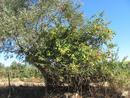 Malus domestica