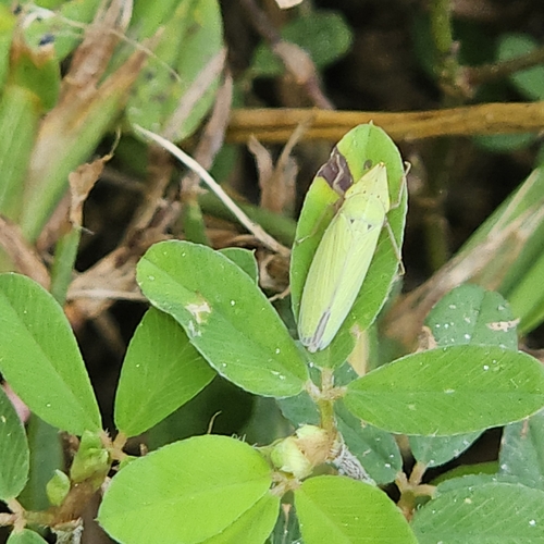 Draeculacephala balli