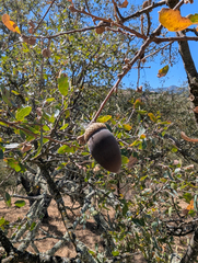 Quercus douglasii, photograph (c) joergmlpts, some rights reserved (CC BY)
