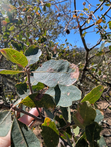 Quercus douglasii, photograph 3
