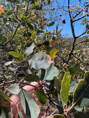Quercus douglasii, photograph (c) joergmlpts, some rights reserved (CC BY)