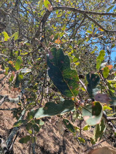 Quercus douglasii, photograph 4