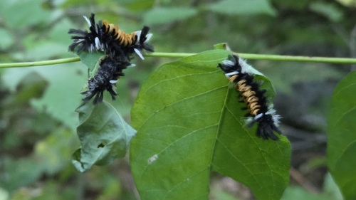 Milkweed Tussock Moth