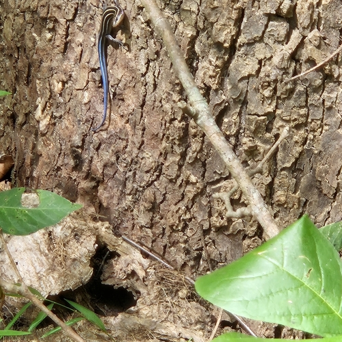 Common Five-lined Skink