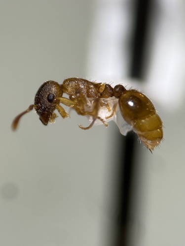 Pillage Ant