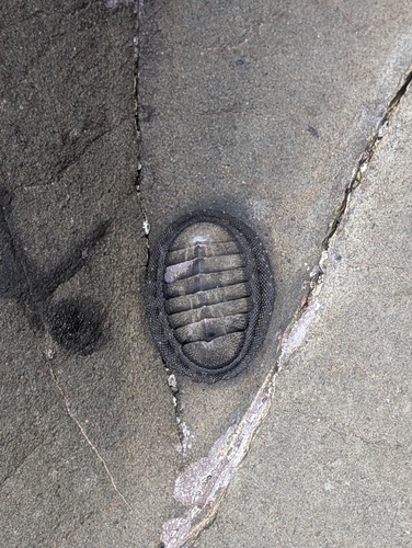 Chiton stokesii, 2026-09-14