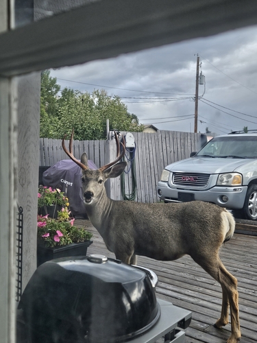 Mule Deer