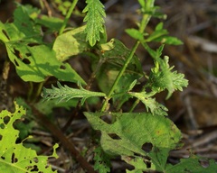 Verbena halei, photograph (c) Michelle W. （鍾偉瑋）, some rights reserved (CC BY)