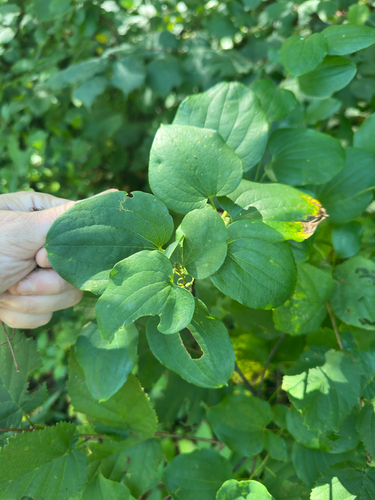 Smilax herbacea
