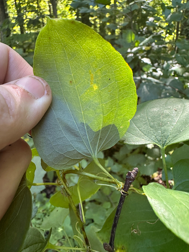 Smilax herbacea, photograph 2